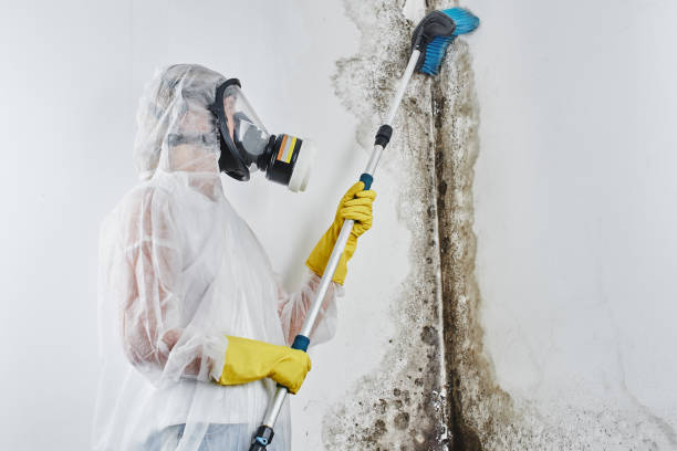 Best Emergency Mold Remediation in Gorman, NC