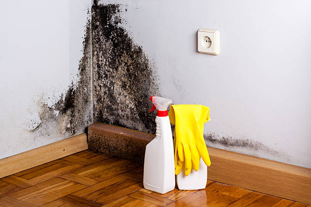Best Residential Mold Remediation in Gorman, NC
